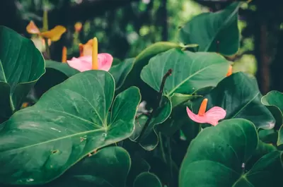 Anthurium