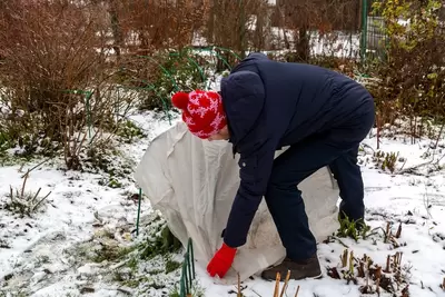 Bescherm je planten tegen vorst en help ze de winter door