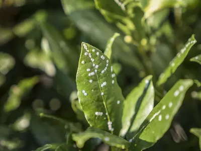 Bestrijdingsmiddelen tegen insecten