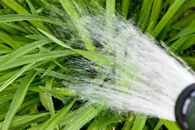 Bewatering tips van de expert