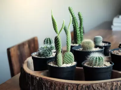 Cactus kopen