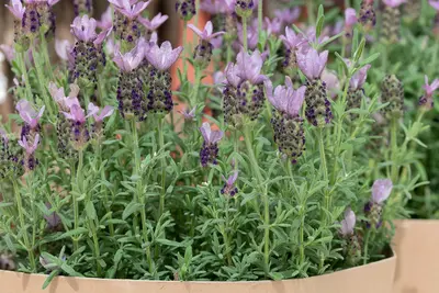 De kracht van lavendel: kleur, geur en rust in je tuin