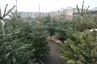 De mooiste kerstbomen vindt u bij Kolbach!