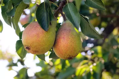 Fruitbomen kopen Brabant
