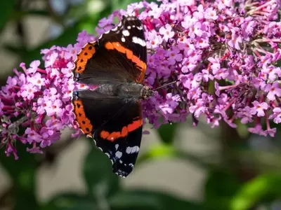 Haal vlinders naar je tuin
