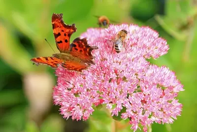 Hemelvaartsdag: tuinplanten met een hemelse symboliek