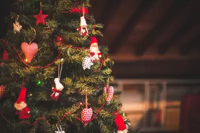 Kerstbomen Zuid-Holland