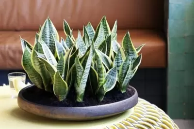 Met deze makkelijke kamerplanten zuivert u de lucht in huis!