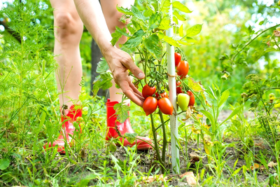 Moestuinieren in augustus