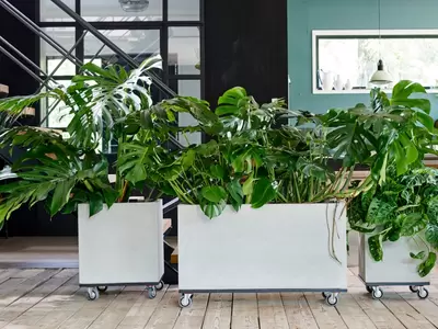 Monstera: Woonplant van de maand juli