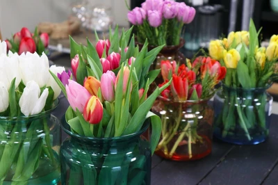Bosje tulpen kopen? Je doet het bij tuincentrum Kolbach in Rijswijk!