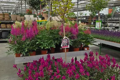 ZOMER SALE bij tuincentrum Kolbach!