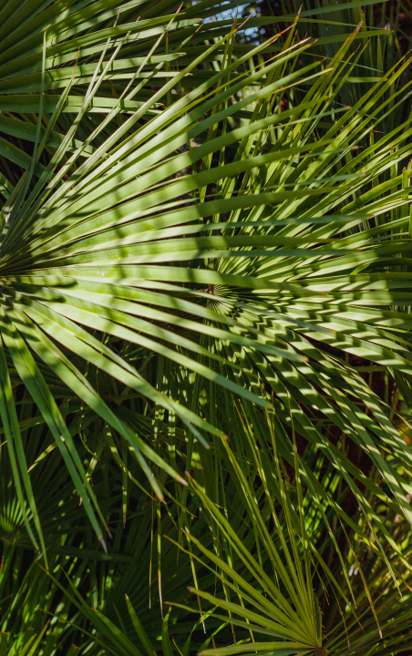 Palm online kopen | Tuincentrum Kolbach in Rijswijk