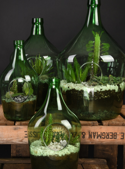 Plant in fles kopen | Tuincentrum Kolbach Rijswijk (Noord-Brabant)