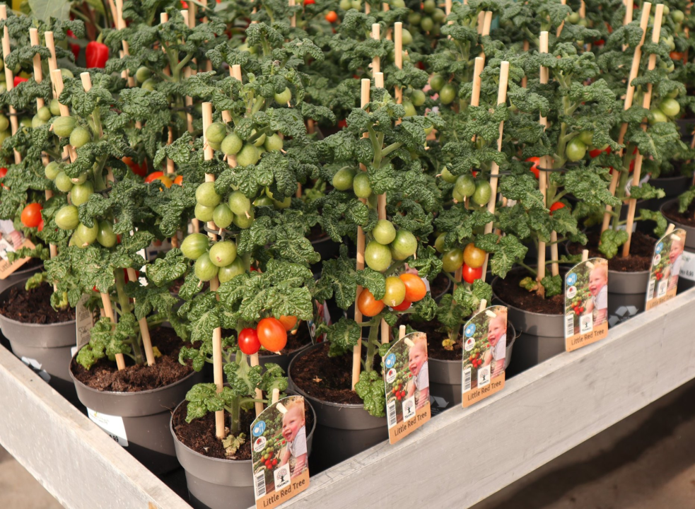 Groenteplanten kopen | Tuincentrum Kolbach in Rijswijk