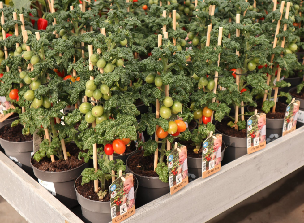 textuur rooster Gedachte Groenteplanten kopen | Tuincentrum Kolbach in Rijswijk - Tuincentrum Kolbach