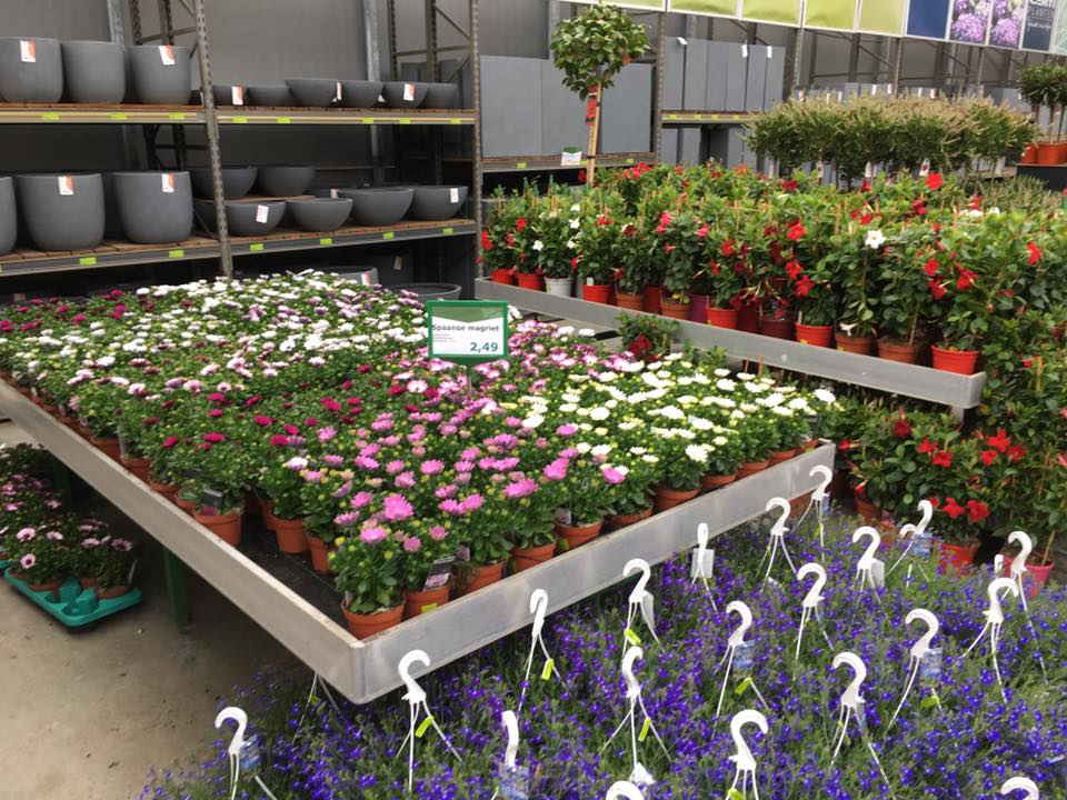 Tuincentrum in Zuid-Holland met een breed assortiment planten Tuincentrum in Zuid-Holland met een breed assortiment planten