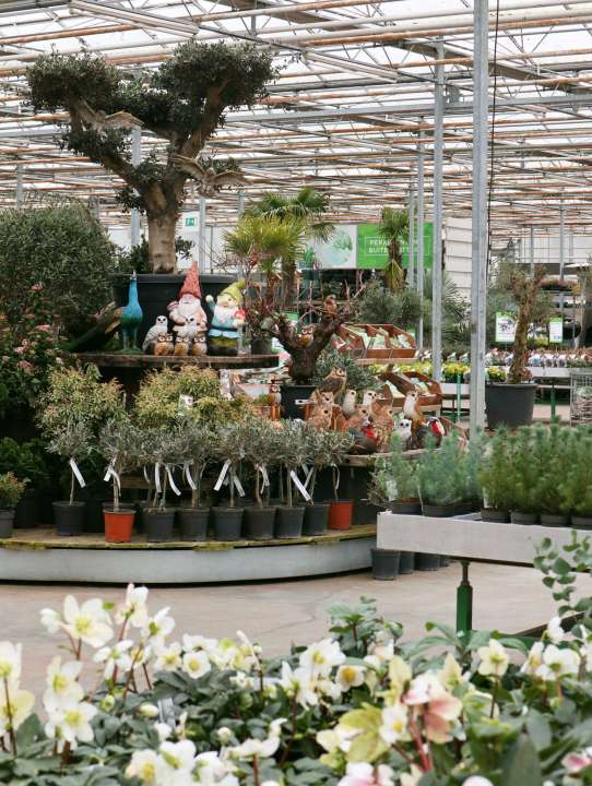 Tuinplanten online bestellen | Tuincentrum Kolbach in Rijswijk