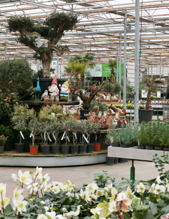 Vaste plant online kopen | Tuincentrum Kolbach in Rijswijk