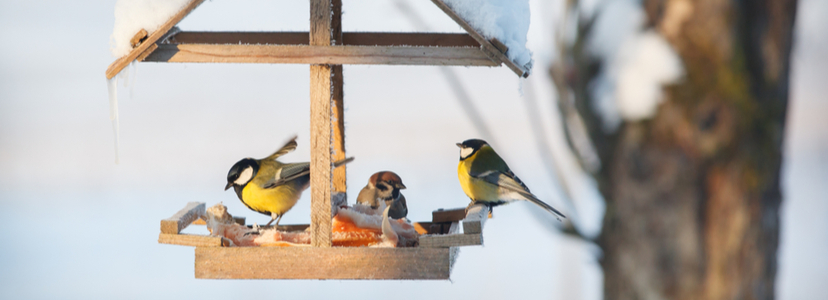 Help vogels de winter door | Tuincentrum Kolbach