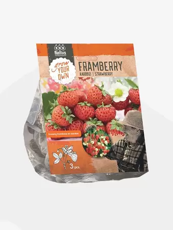 Aardbei Framberry per 3