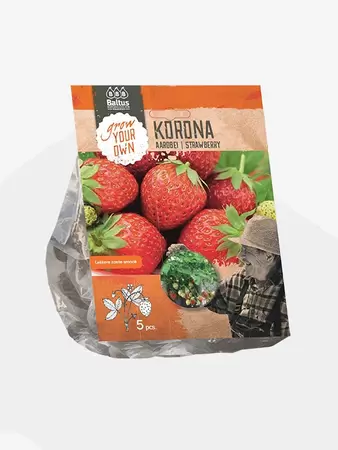 Aardbei Korona per 5