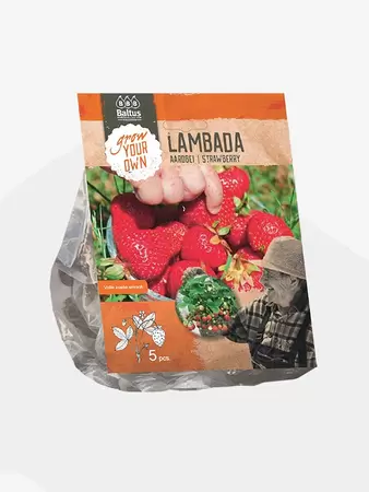 Aardbei Lambada per 5