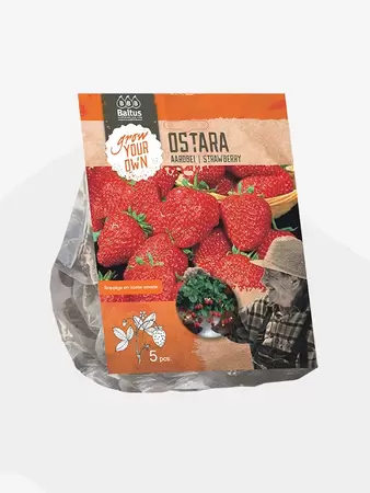 Aardbei Ostara per 5