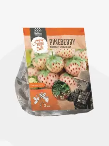 Aardbei Pineberry per 3