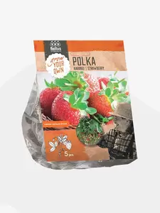Aardbei Polka per 5
