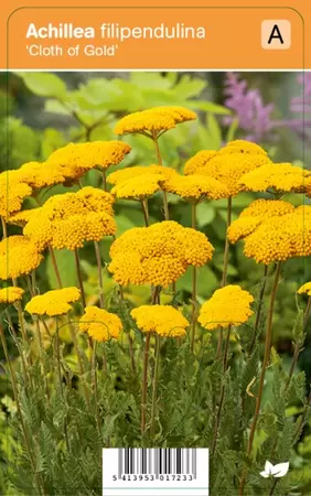 Achillea filip. Cloth of Gold