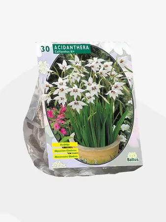 Acidanthera Bicolor per 30
