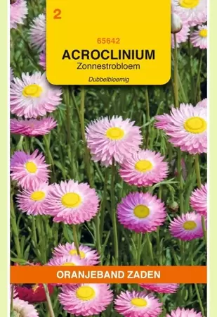 Acroclinium, Zonnestrobloem dubbelbloemig gemengd Oranjeband - afbeelding 1