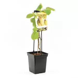 Actinidia ch. Jenny 4-stok | Kiwiplant