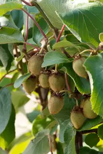 Actinidia chinensis | Kiwi - afbeelding 2