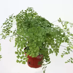 Adiantum Raddianum Fragrans | Venushaar