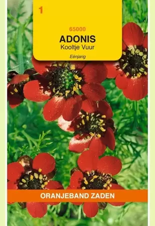 Adonis, Kooltje vuur, rood Oranjeband - afbeelding 1