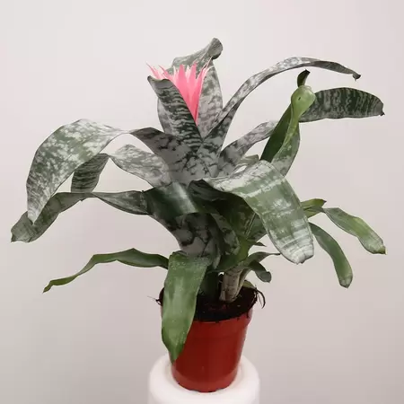 Aechmea Fasciata 'Primera' | Kokerbromelia - afbeelding 1