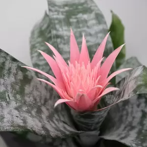 Aechmea Fasciata 'Primera' | Kokerbromelia - afbeelding 2