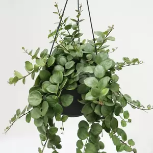 Aeschynanthus Pink Polka