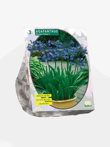 Agapanthus, Donkerblauw per 3