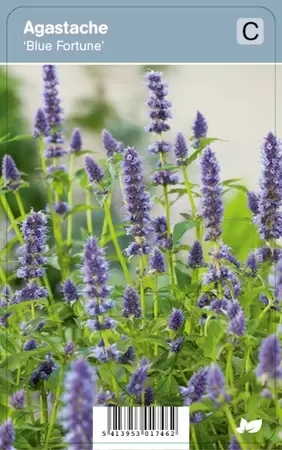 Agastache Blue Fortune  P9