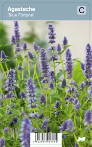 Agastache Blue Fortune  P9