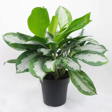 Aglaonema Silver Bay | Aronskelken Pot24cm H70cm