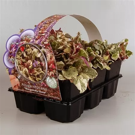 Ajuga rep. 'Burgundy Glow' 6-pack - afbeelding 1