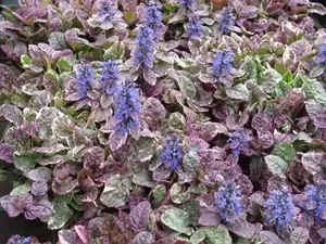 Ajuga rep. 'Burgundy Glow' 6-pack - afbeelding 2