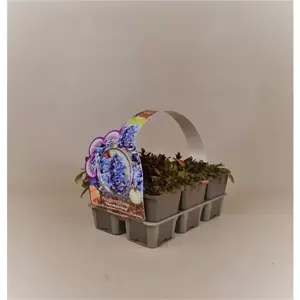 Ajuga rep. 'Chocolate Chips' 6-pack - afbeelding 2