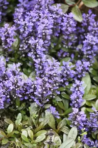 Ajuga rep. 'Chocolate Chips' 6-pack - afbeelding 2