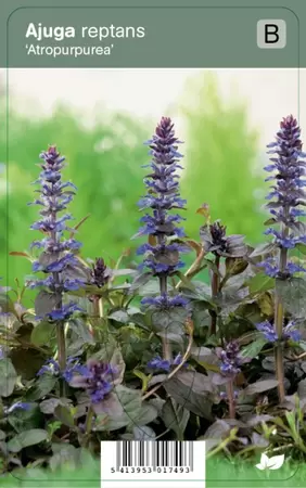 Ajuga reptans Atropurpurea