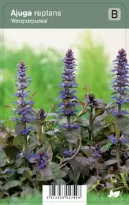 Ajuga reptans Atropurpurea